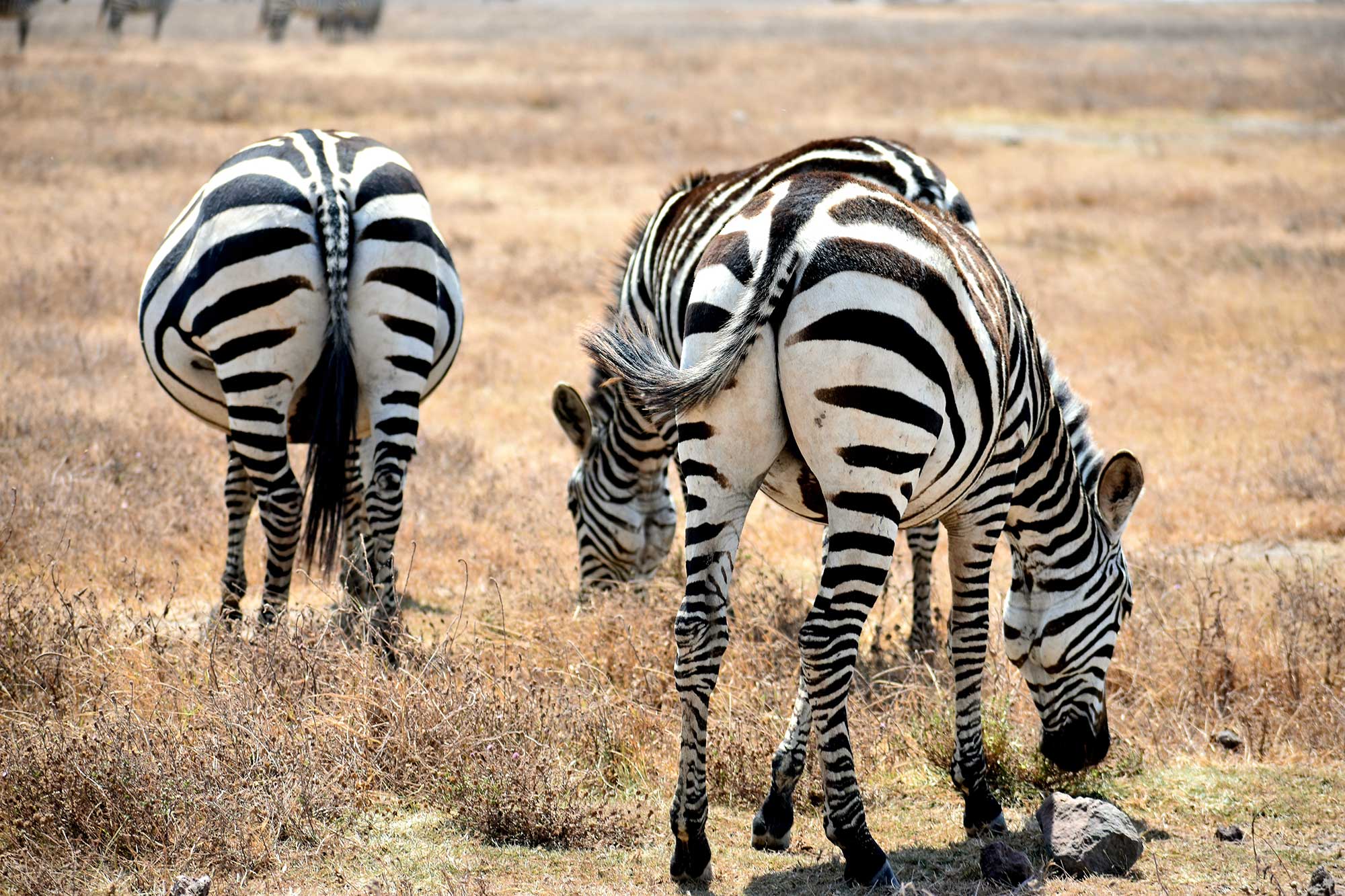 Zebras grazing in dry grassland.