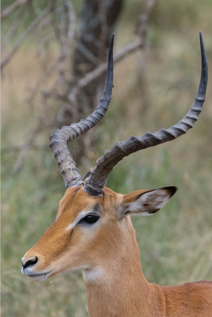 Impala_Serengeti