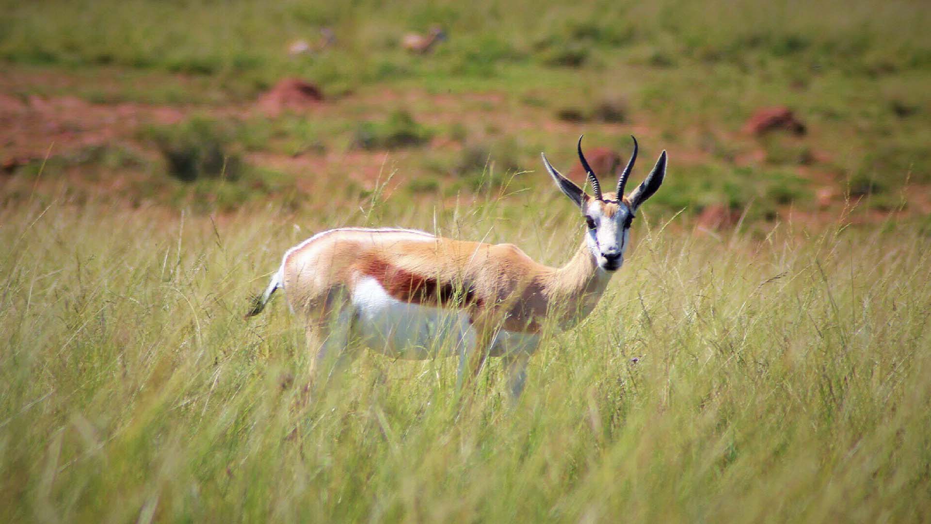 Impala