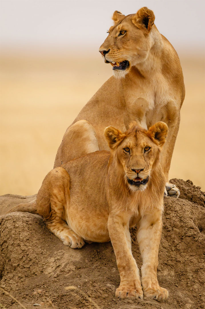 Serengeti_lioness
