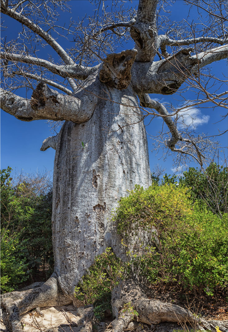 Baobab_tree