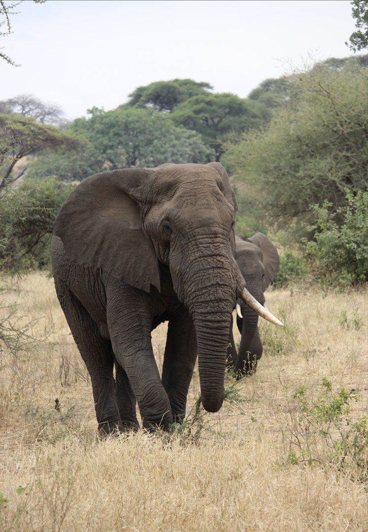 Elephant