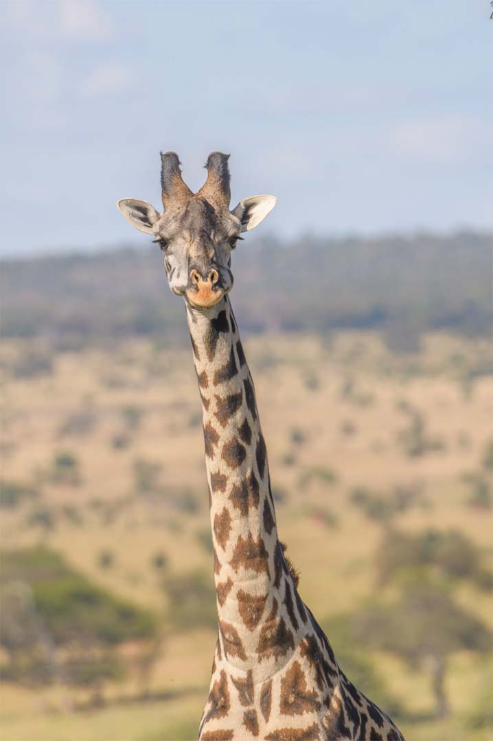 Giraffes