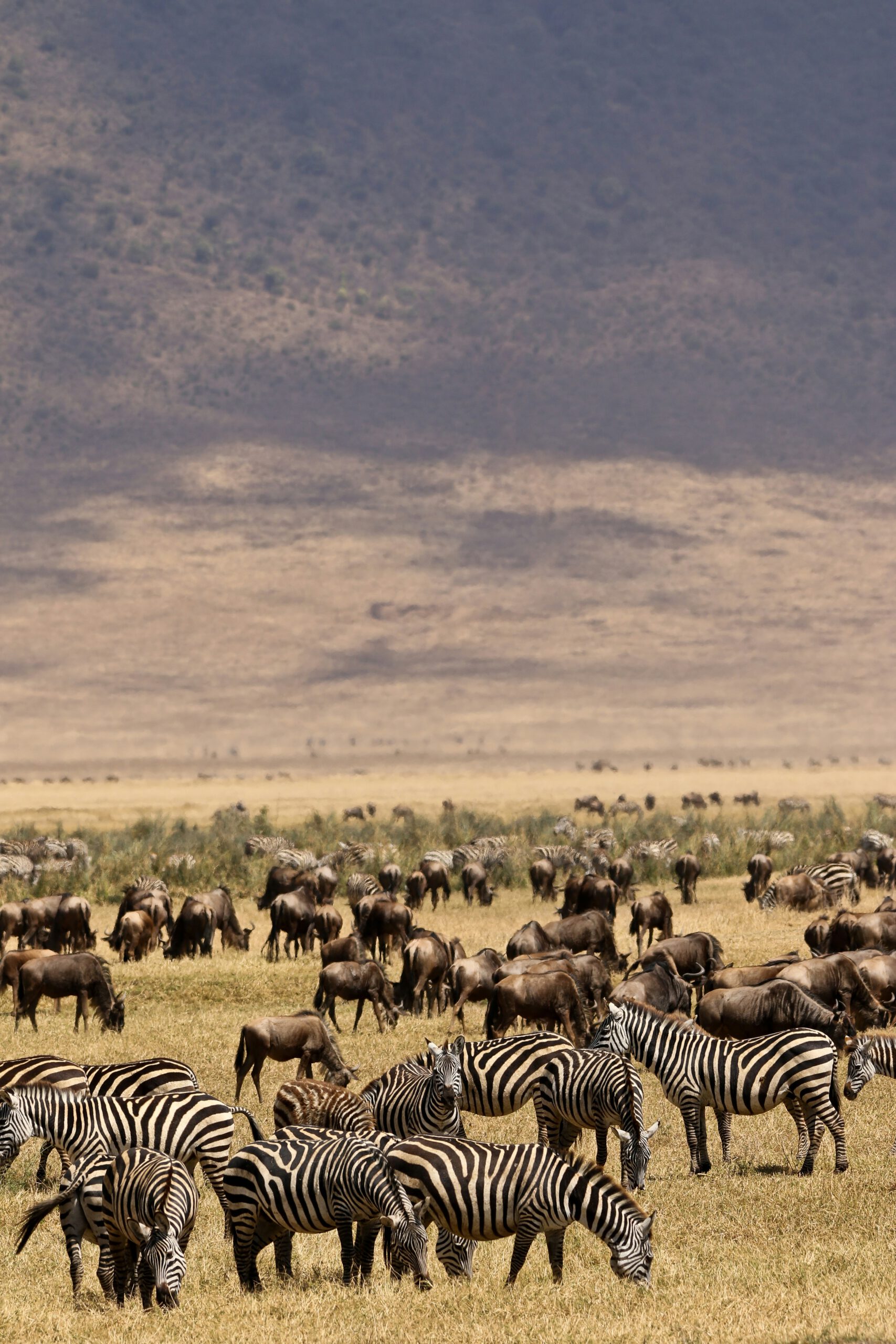 Ngorongoro-Serengeti_Biome