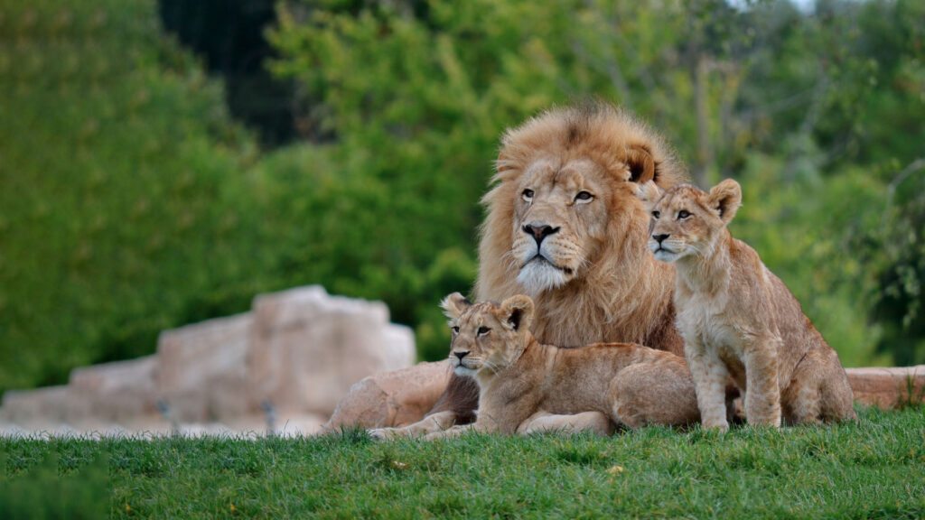 Pride_of_Lions