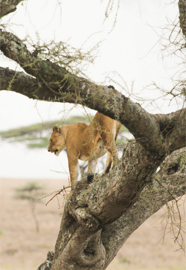 Manyara_tree_climbing_Lion