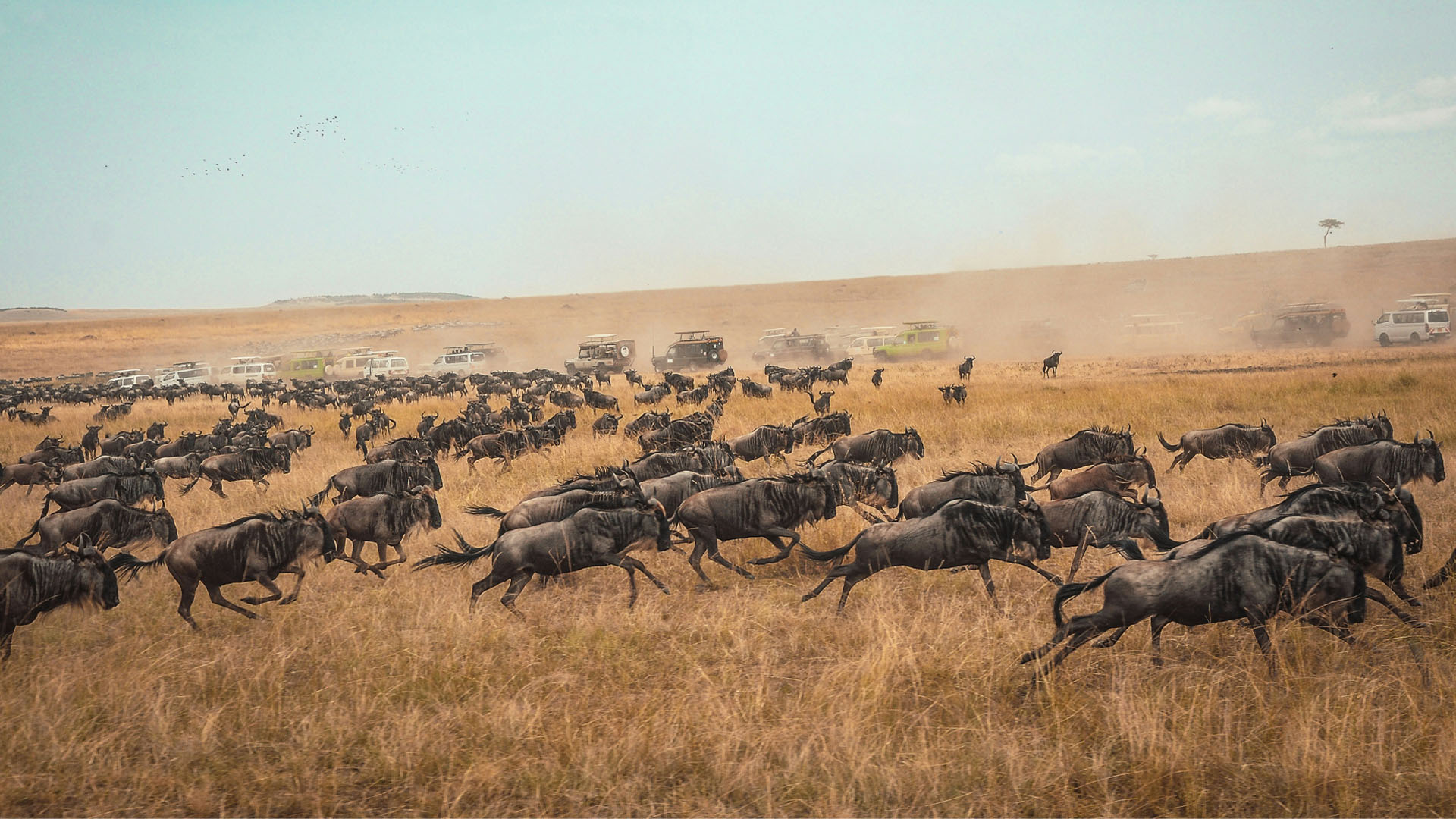Mara_River_Migration