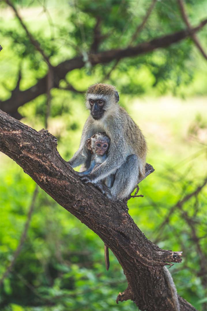 Monkey