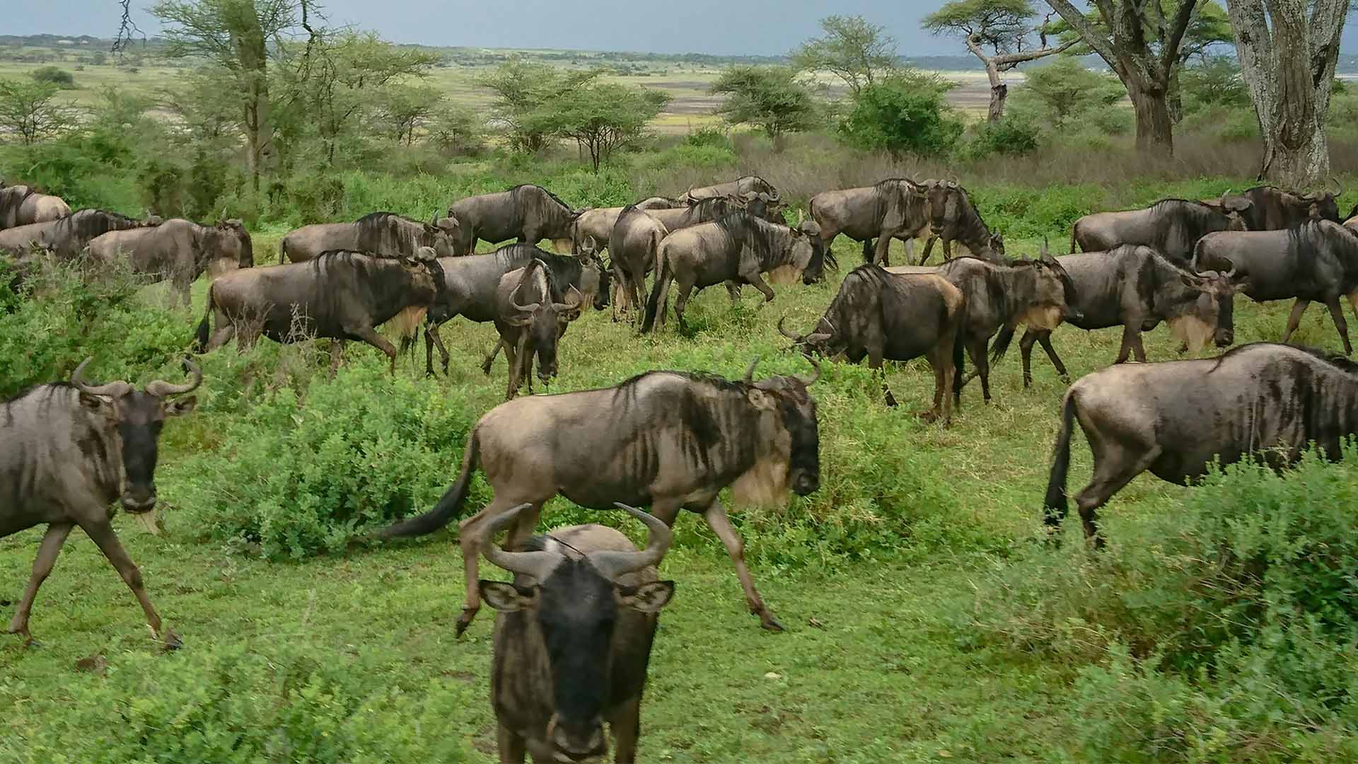 Ndutu_wildebeast_migration