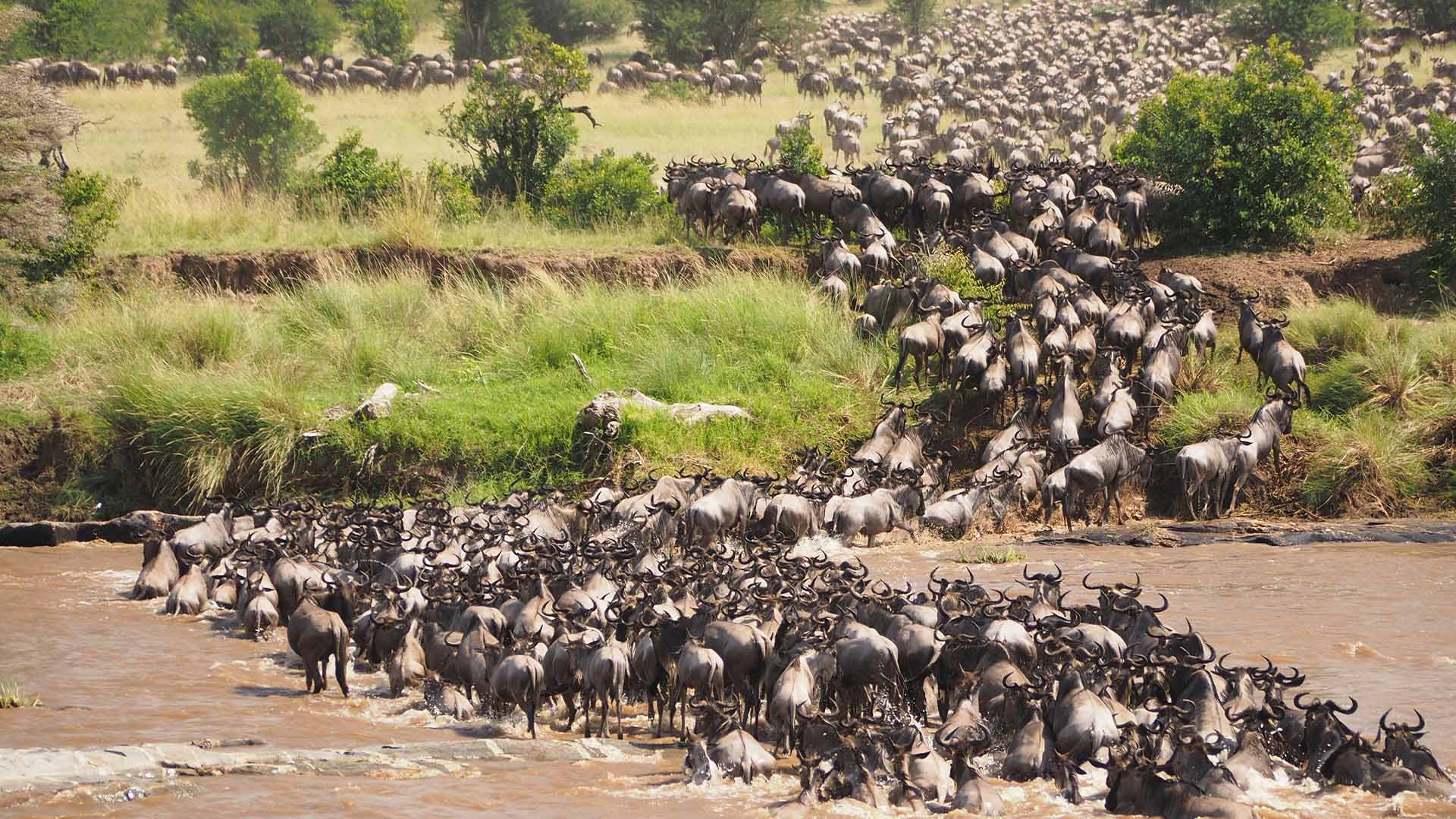 The_great_migration_Serengeti