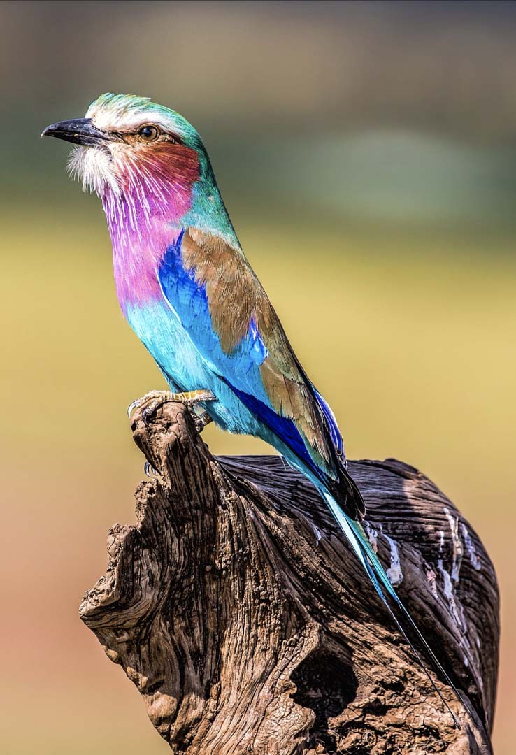 Tarangire_birds