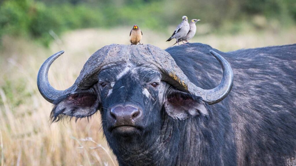 Cape Buffalo – The Wild Card of the Big Five