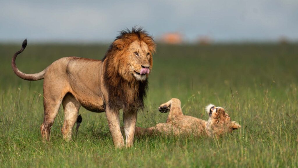 Lions