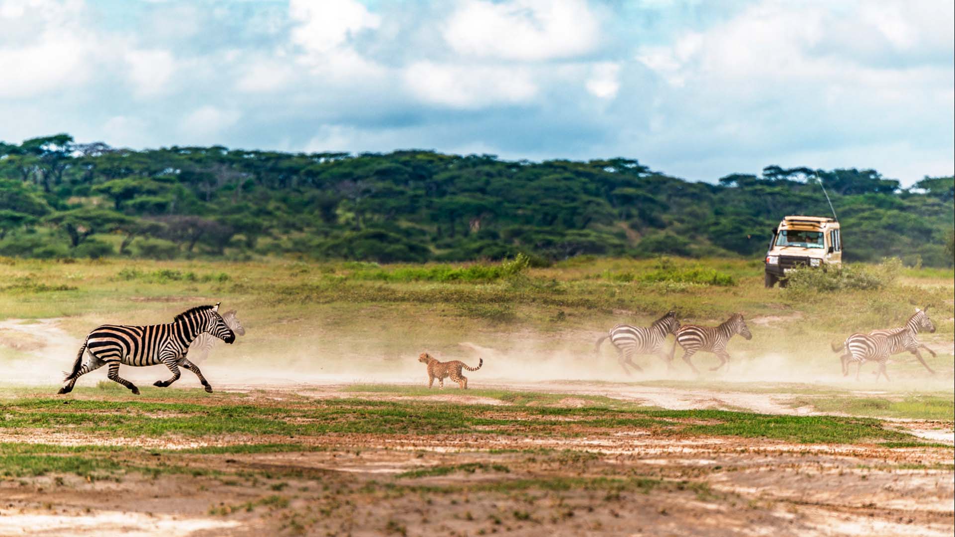 zebra_lion
