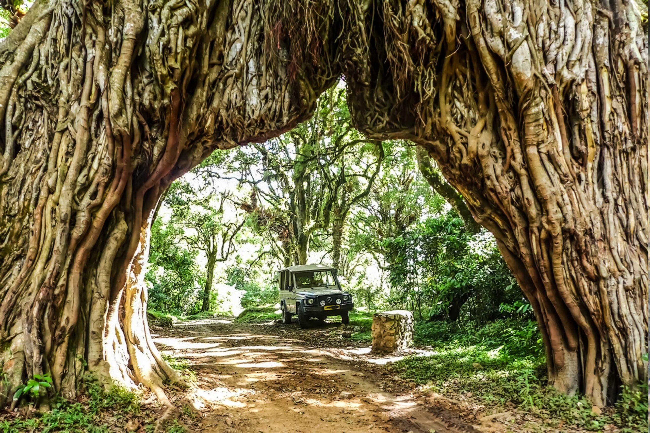 Vehicle passing through large tree arch
